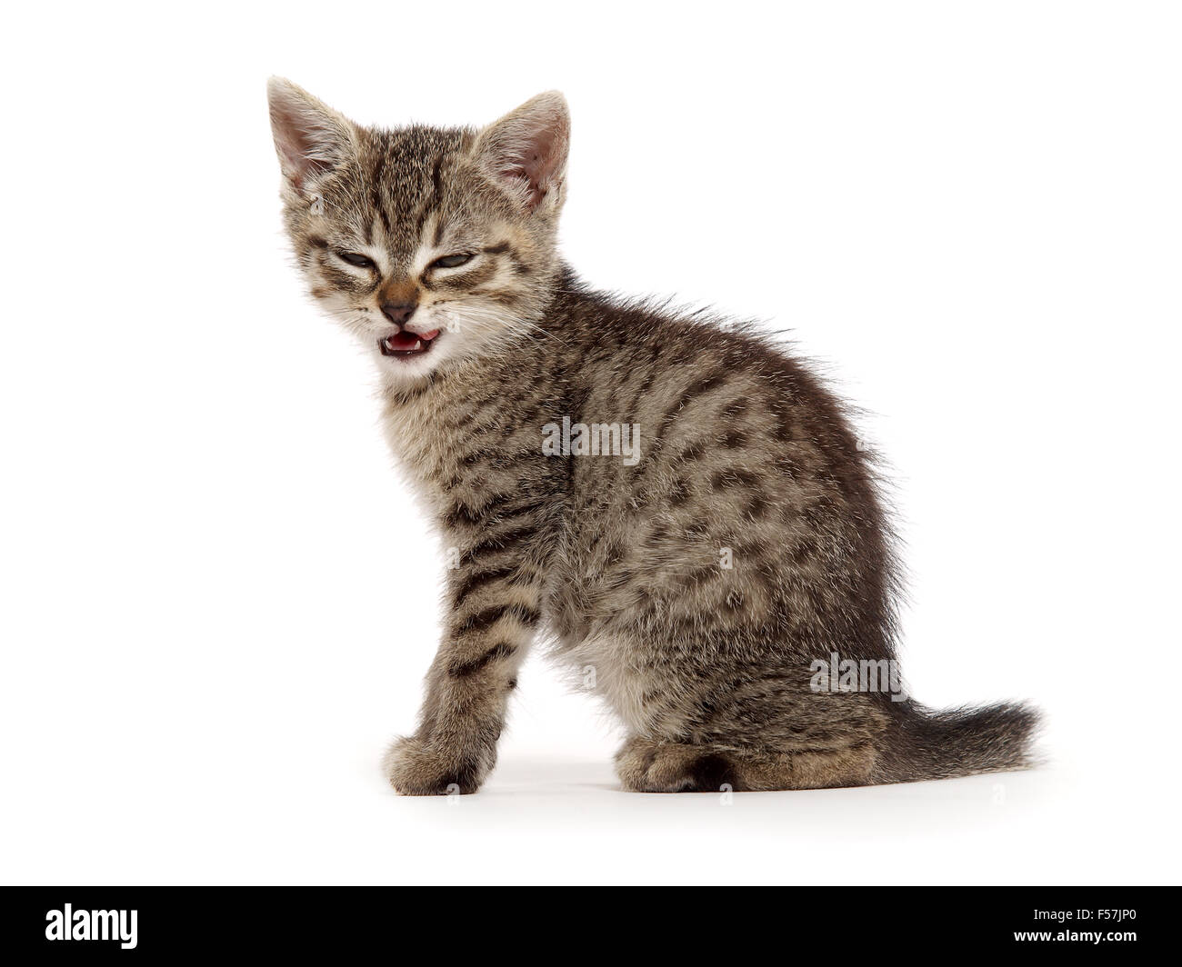 Angry face of a walking white and black Domestic short-haired cat on the  grass in blur background. Stock Photo by wirestock