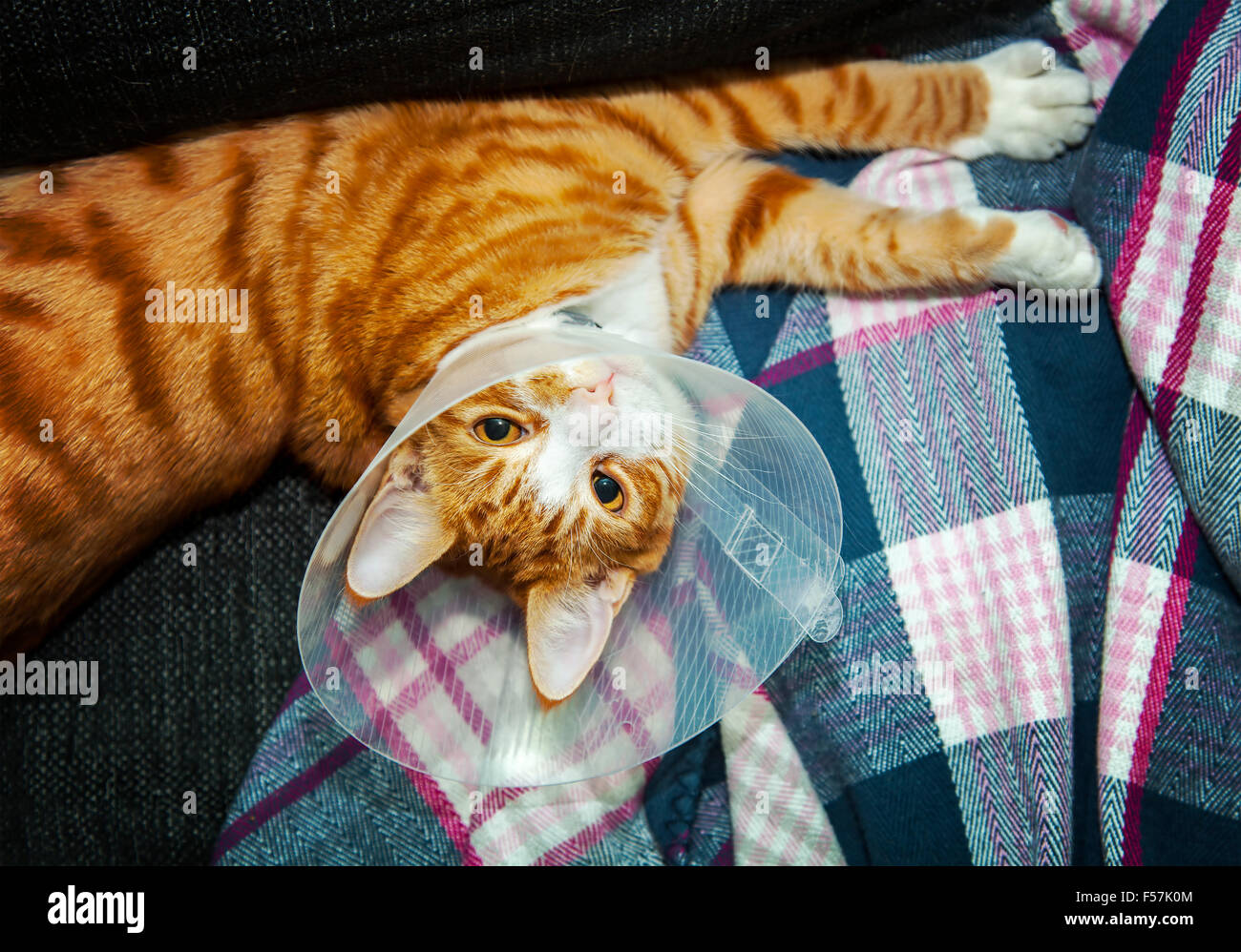 Image of cat wearing neck cone Stock Photo Alamy