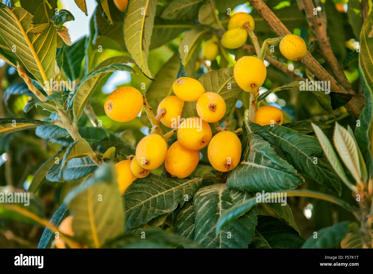 Image of ripe Loquat fruit (Eriobotrya japonica). Stock Photo