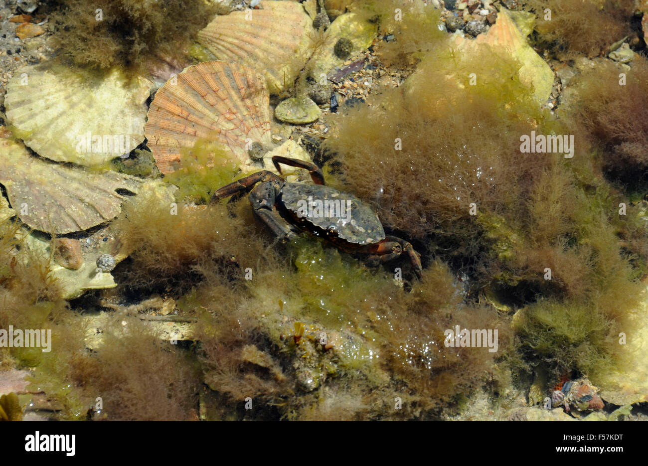 Velvet crab and Saint-Jacques shell,Port Pors Even,Ploubazlanec near ...