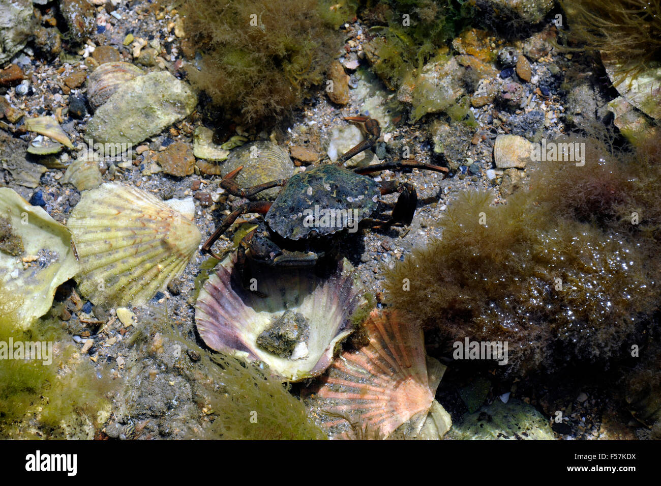 étrille france hi-res stock photography and images - Alamy