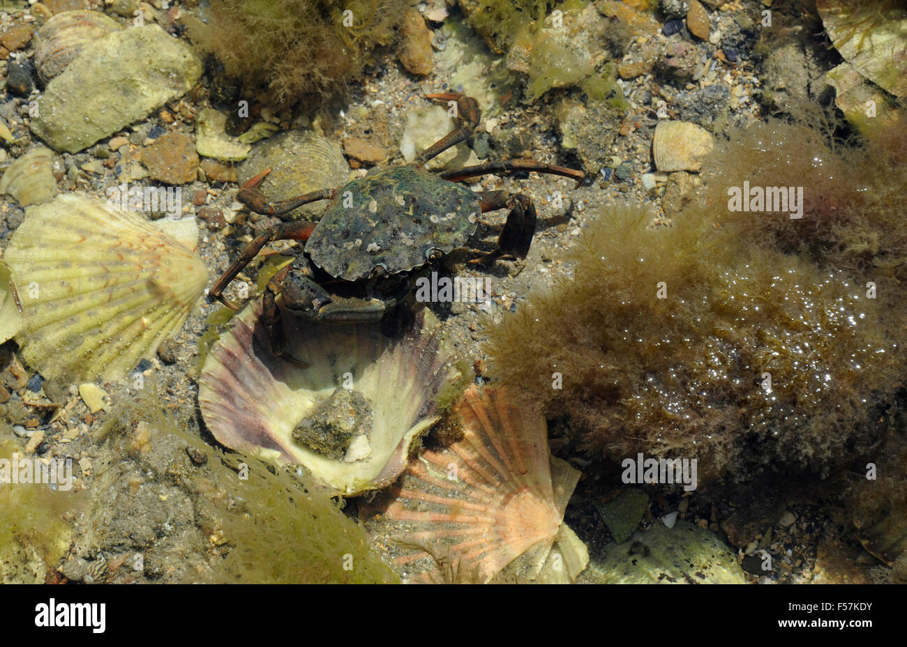 étrille france hi-res stock photography and images - Alamy