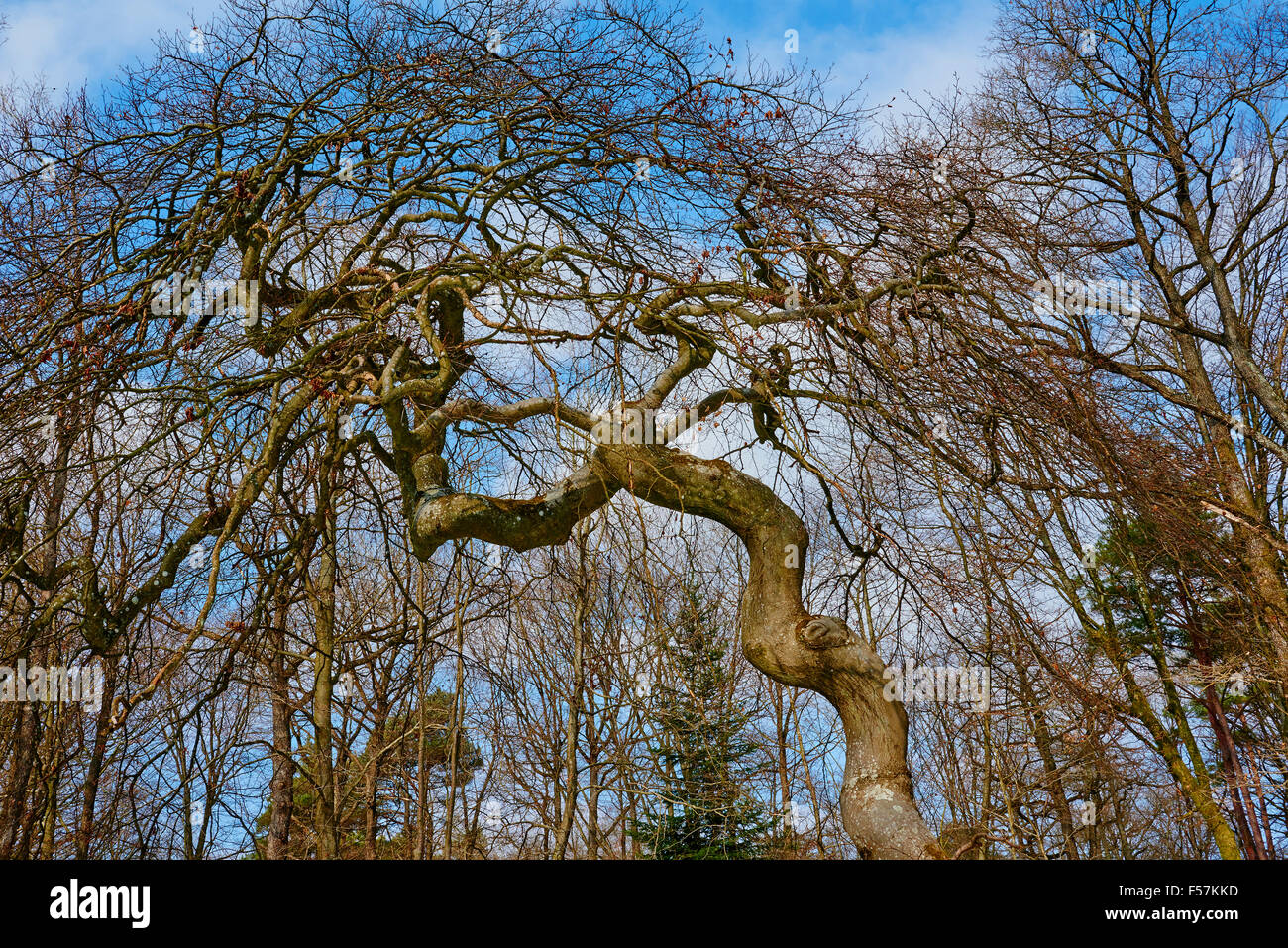 France, Champagne, twisted beech tree at Les Faux de Verzy forest Stock Photo