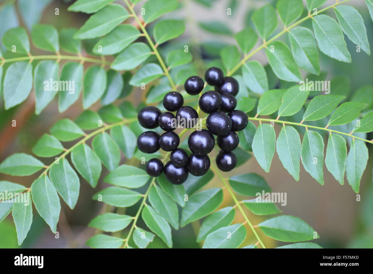 Curry Tree (Murraya koenigii Stock Photo Alamy