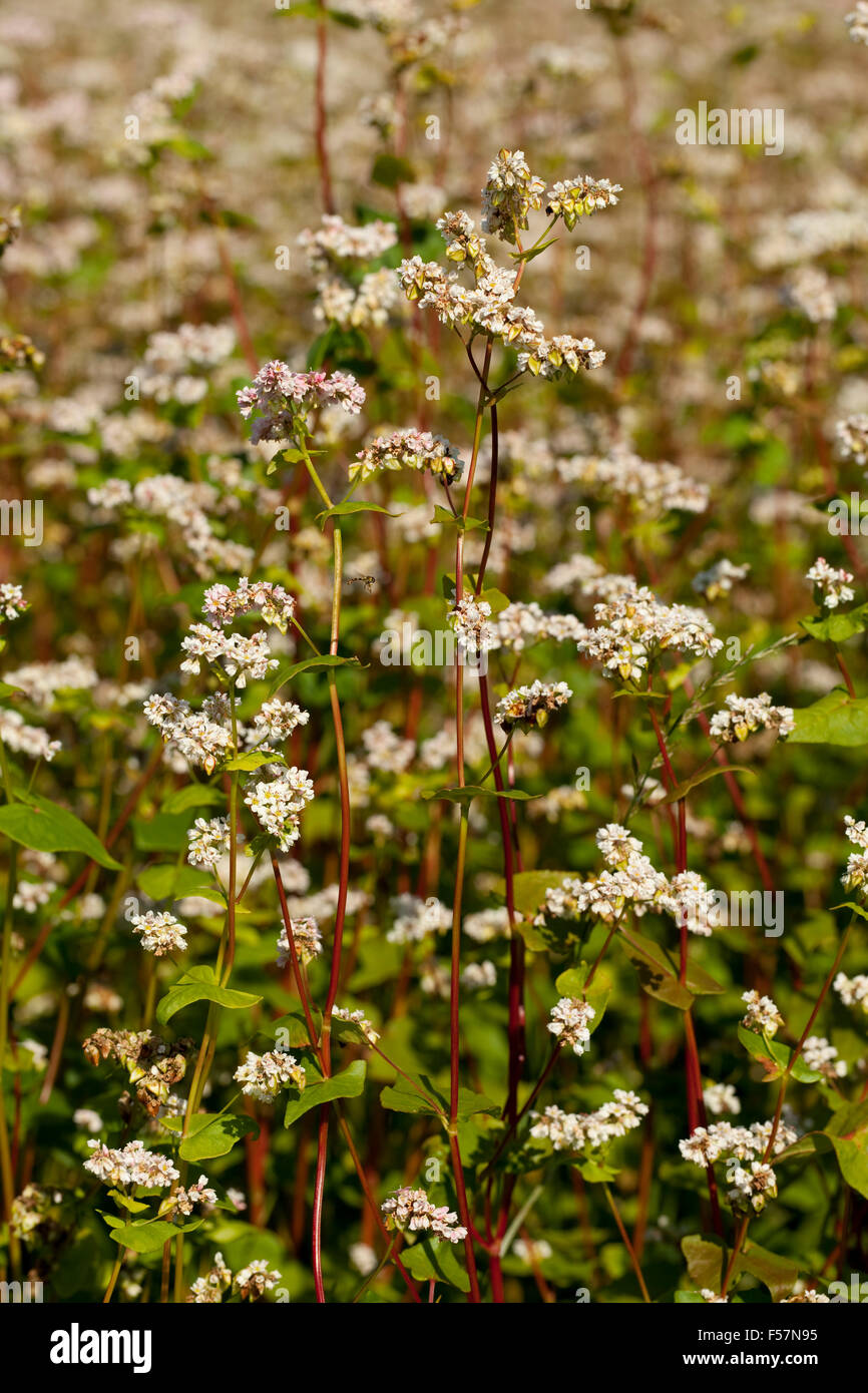 blossom field of buckwheat(Fagopyrum Mill) Stock Photo