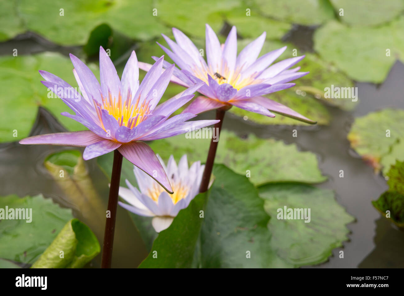 lotus flowers water blossom gardens pond water lily decoration herbal medicine nobody single flower green Stock Photo