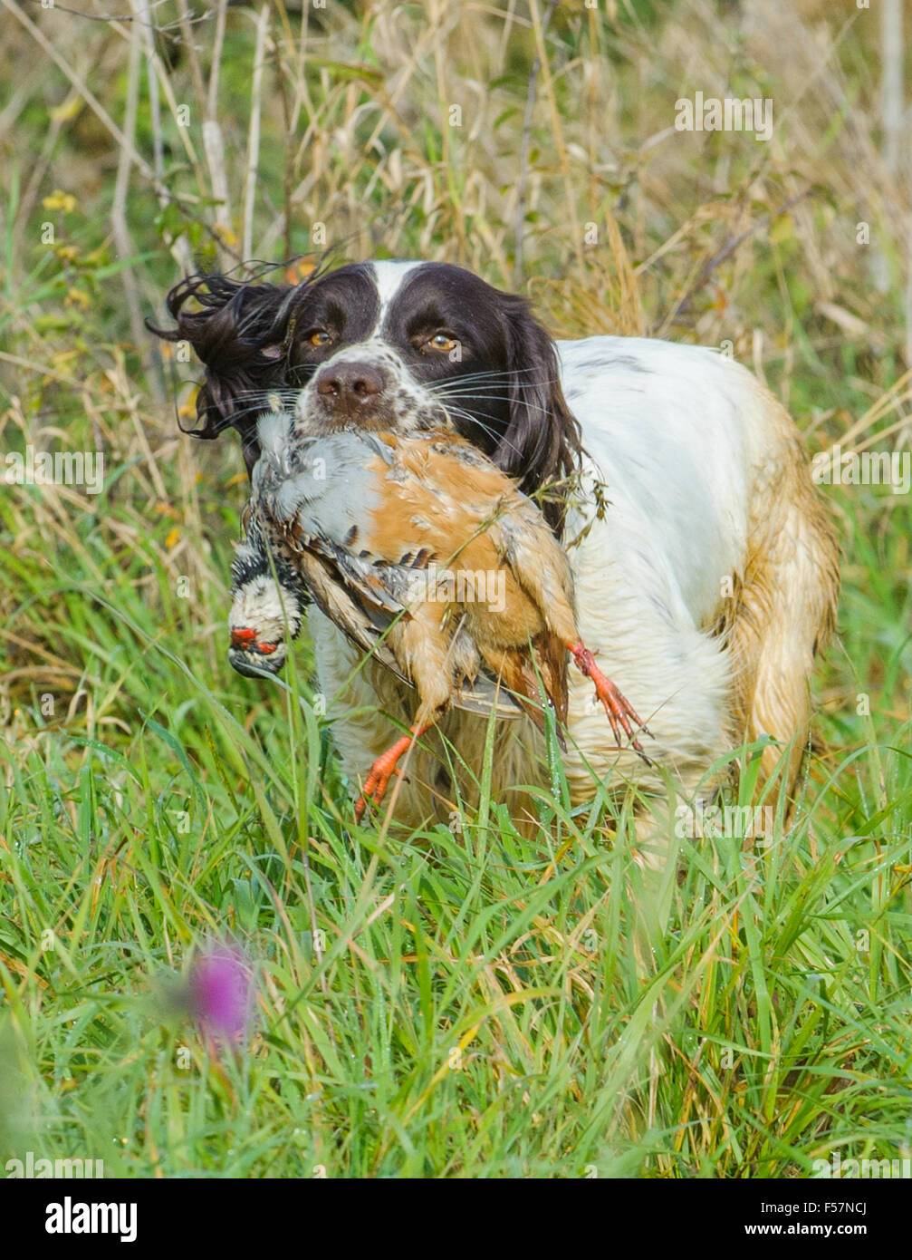 Springer spaniel gun dogs gundogs retrieving dogs hires stock