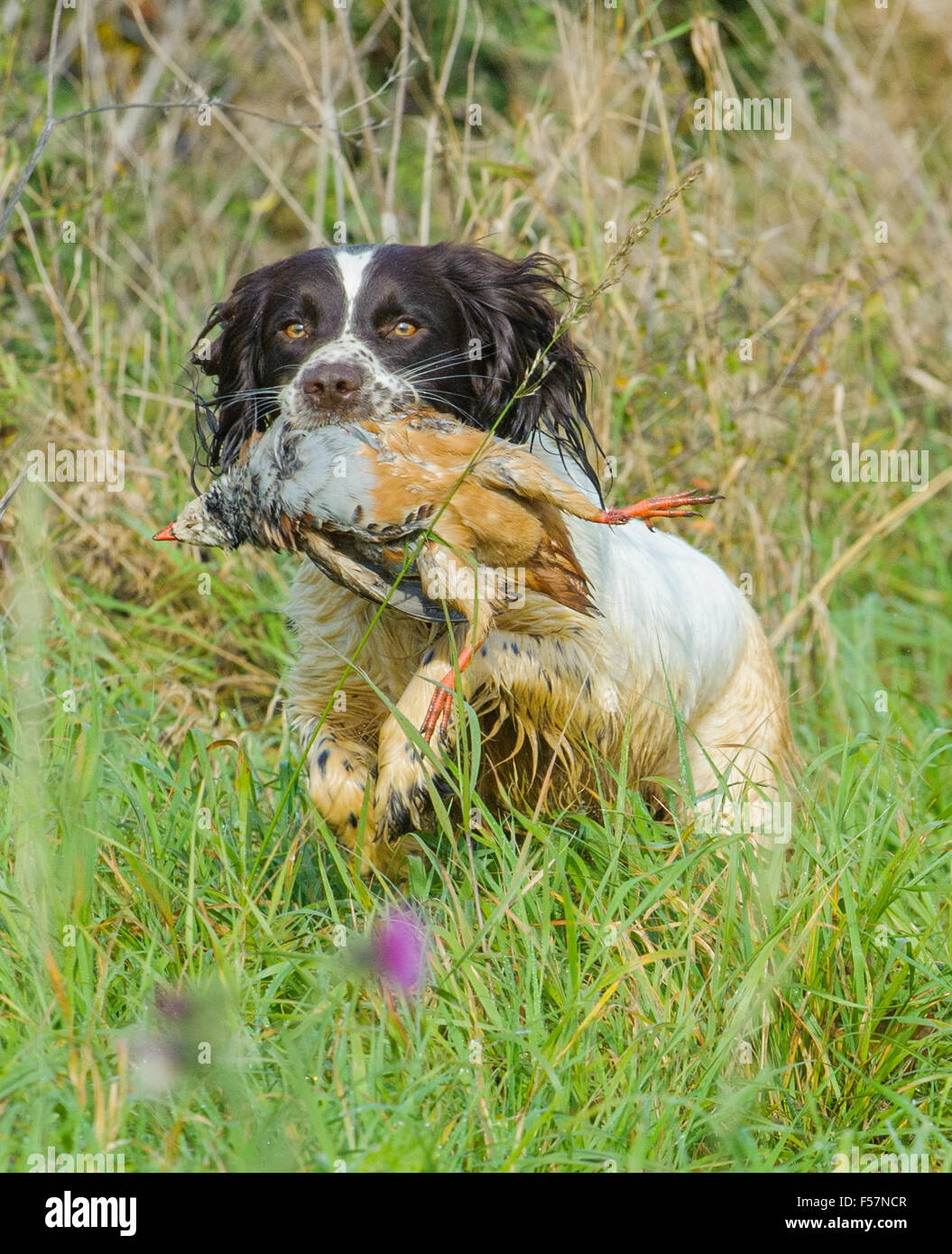An English Springer Spaniel working gun dog retrieving a French, often