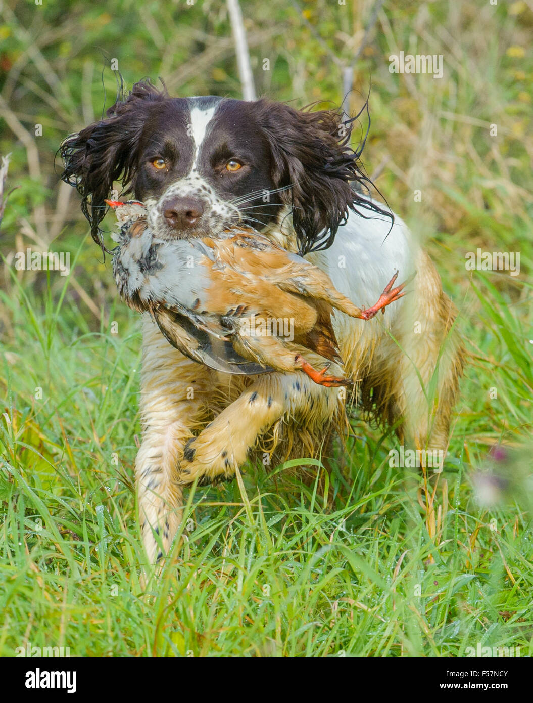 Springer spaniel gun dogs gundogs retrieving dogs hires stock