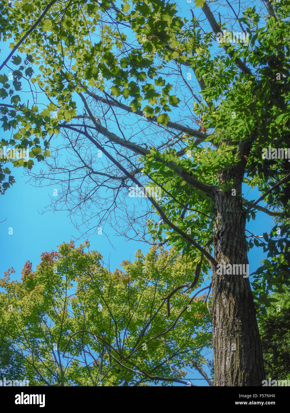 Chestnut blight hires stock photography and images Alamy