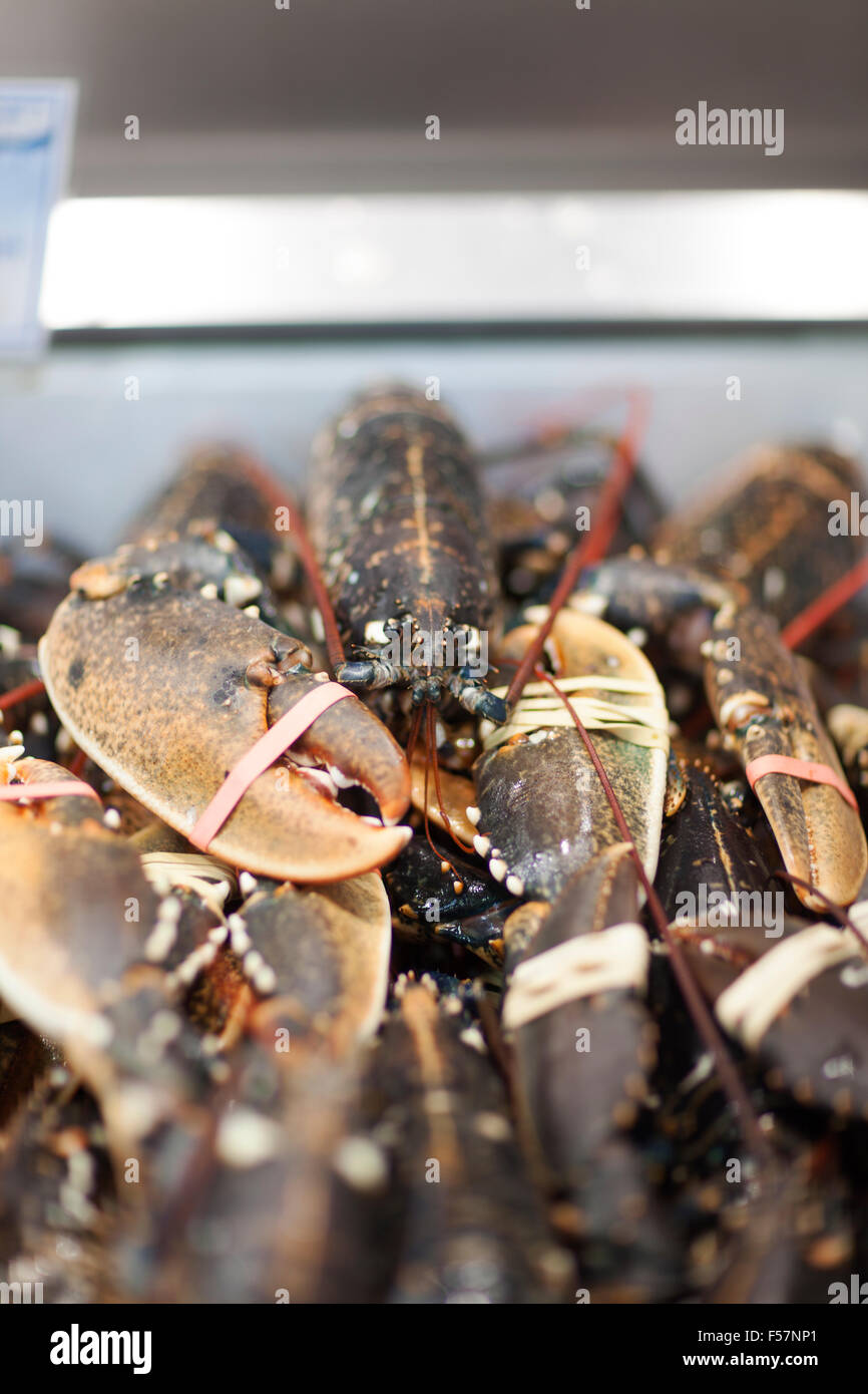 UK, Leeds, live lobsters for sale on a market stall in Leeds Stock
