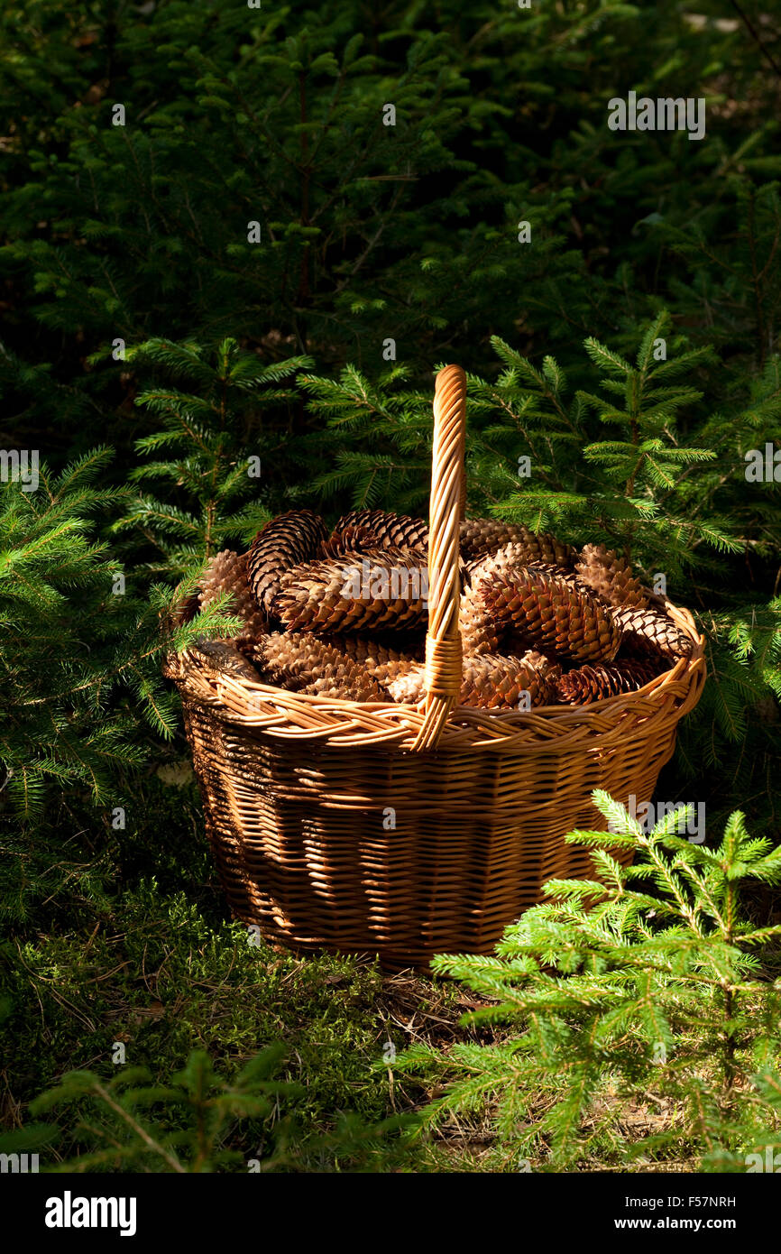 basket full of cone spruce a stands in forest Stock Photo