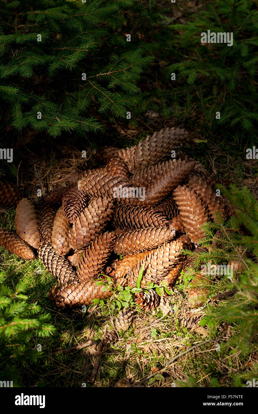 heap cone spruce a lies in forest Stock Photo