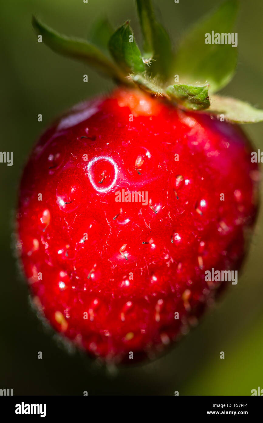 macro of a wild strawberry with a beautiful deep red color with green ...