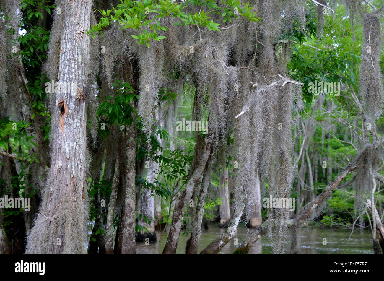Trees spanish moss hires stock photography and images Alamy