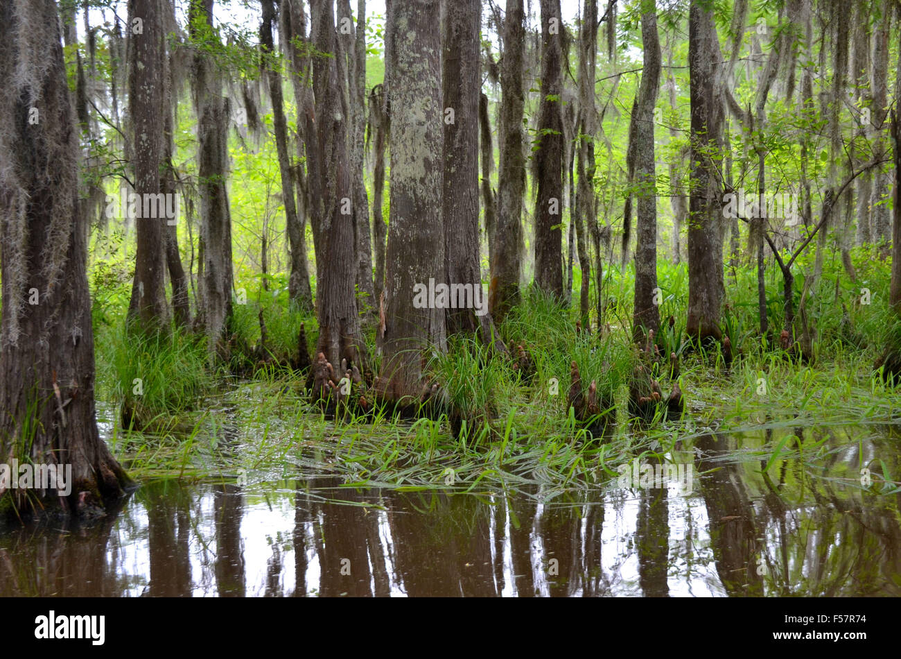 Spanish moss hanging from cypress trees in a Louisiana bayou swamp. Stock Photo