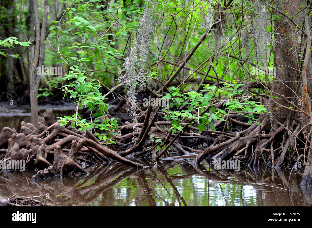 Cypress knees roots in a Louisiana Bayou marshy swamp Stock Photo Alamy