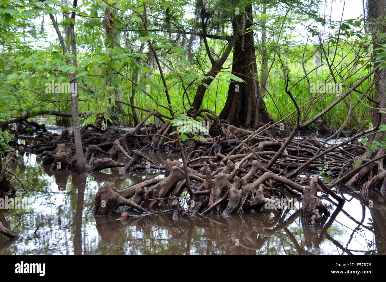 Cypress knees roots in a Louisiana Bayou Stock Photo Alamy