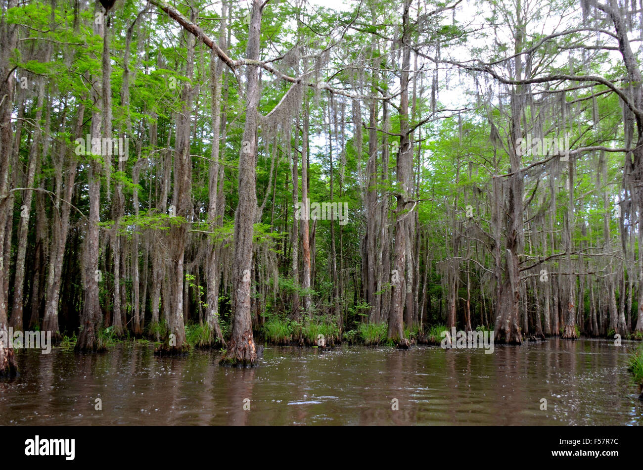 Marsh Trees High Resolution Stock Photography and Images Alamy