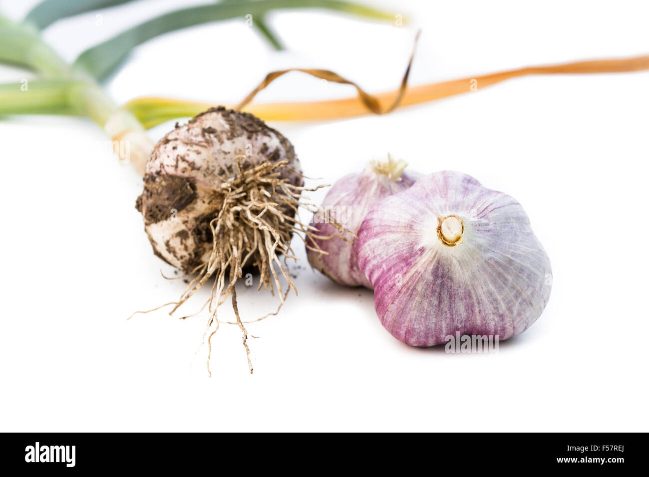 close up of fresh raw garlic cloves on a white background Stock Photo ...