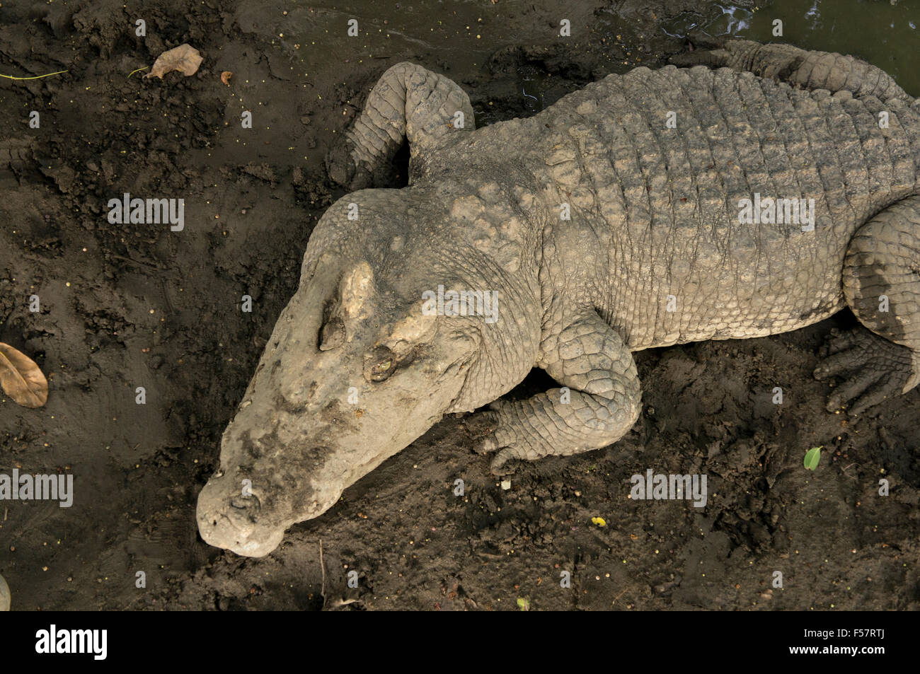 crocodile bite wild rough aggressive tropical tooth white river ...