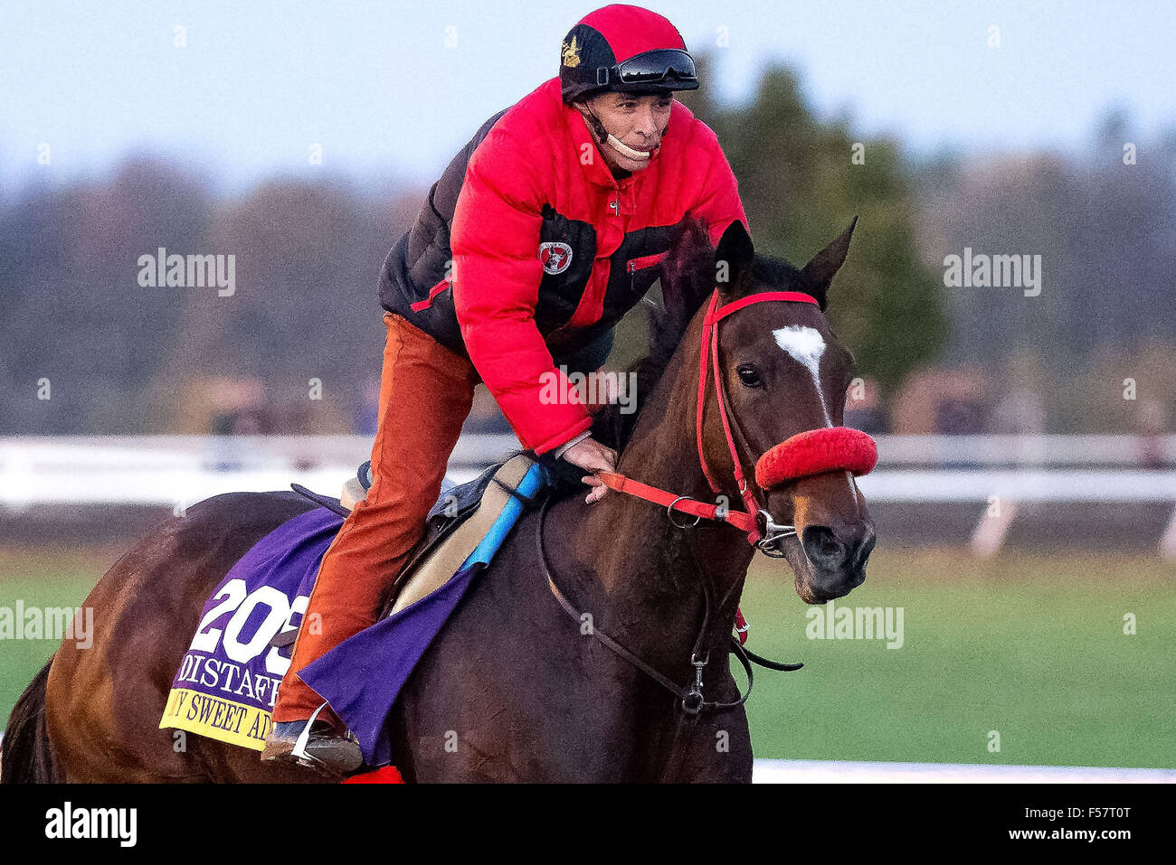 Lexington, KY, USA. 29th Oct, 2015. October 29, 2015: My Sweet Addiction, trained by Martin F. Jones and owned by Pamela C. Ziebarth, exercises in preparation for the Longines Breeders' Cup Distaff at Keeneland Race Track in Lexington, Kentucky on October 29, 2015. Jon Durr/ESW/CSM/Alamy Live News Stock Photo