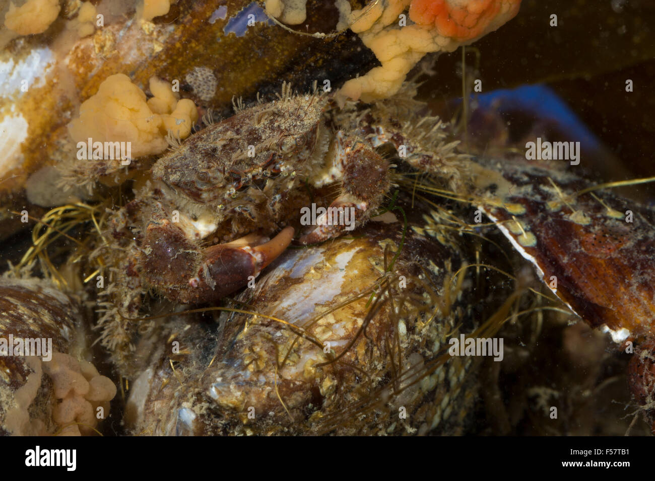 Bristly crab, hairy black crab, bristly xanthid crab, Europäische Borstenkrabbe, Borsten-Krabbe, Haarkrabbe, Pilumnus hirtellus Stock Photo