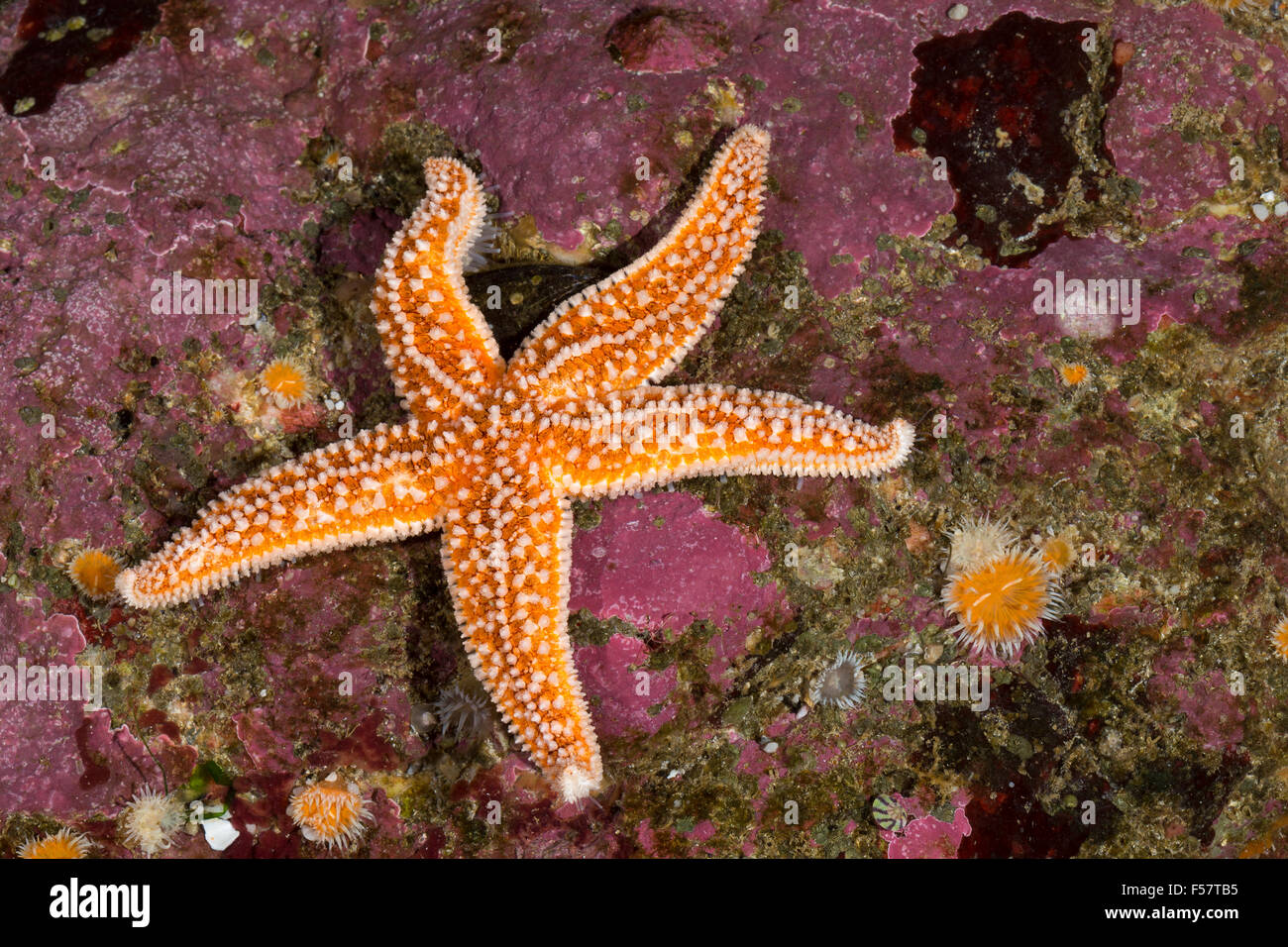 Common starfish, common sea star, starfish, Gemeiner Seestern, Asterias rubens, sea-star, L'Étoile de mer Stock Photo