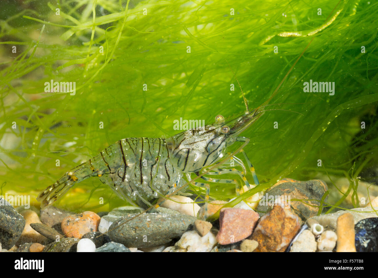 European rock shrimp, rockpool prawn, female, Felsengarnele, Steingarnele, Weibchen, Palaemon elegans, Palaemonella gracilis Stock Photo