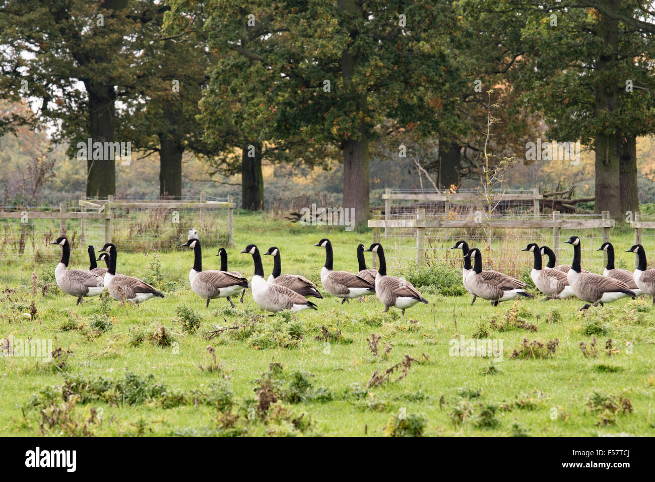Canada Geese on farmland, England, UK Stock Photo
