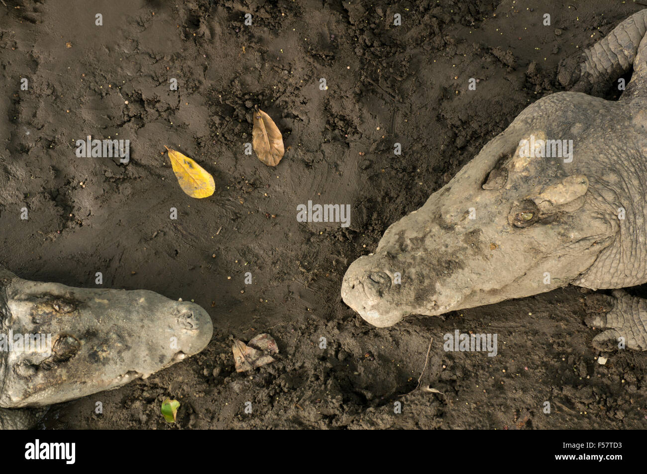crocodile bite wild rough aggressive tropical tooth white river ...