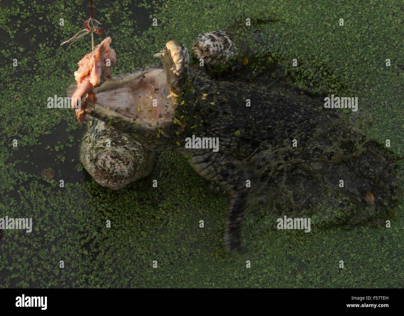 crocodile bite wild rough aggressive tropical tooth white river