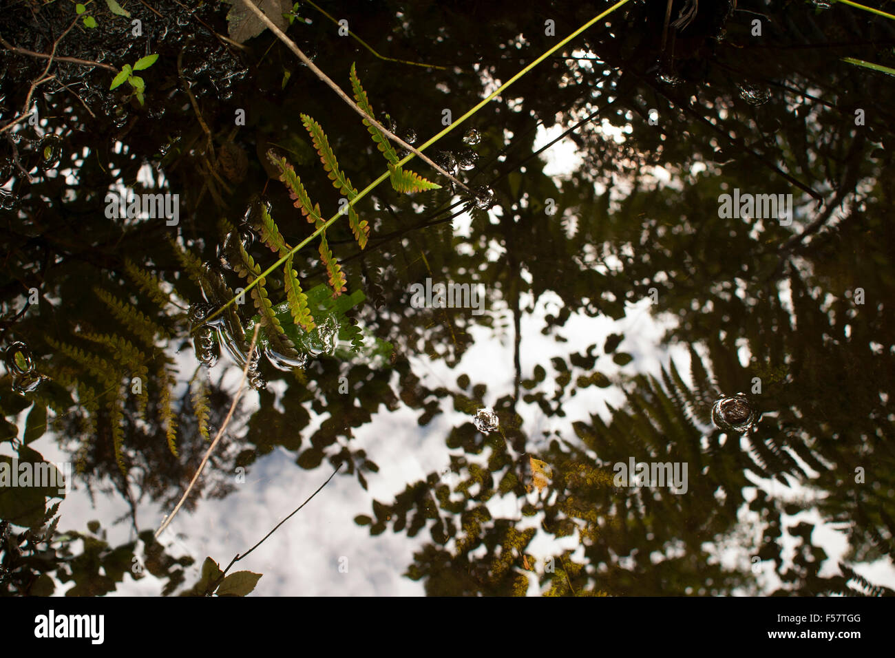 Water and plants at Orono Bog, part of Bangor, Maine Orono Land Trust