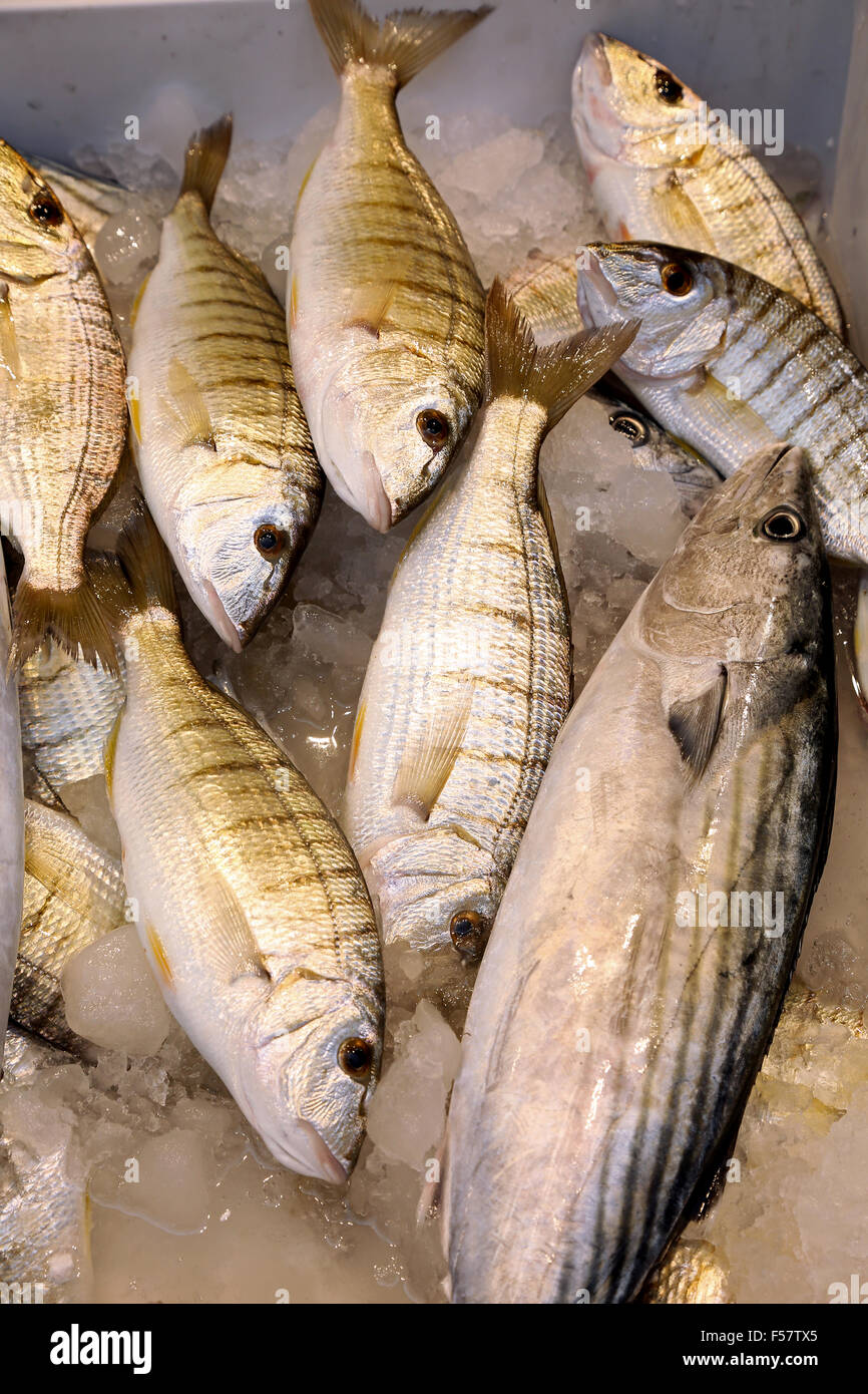 The Atlantic bonito, Sarda sarda, mackerel-like fish with mormoras at fish market Stock Photo