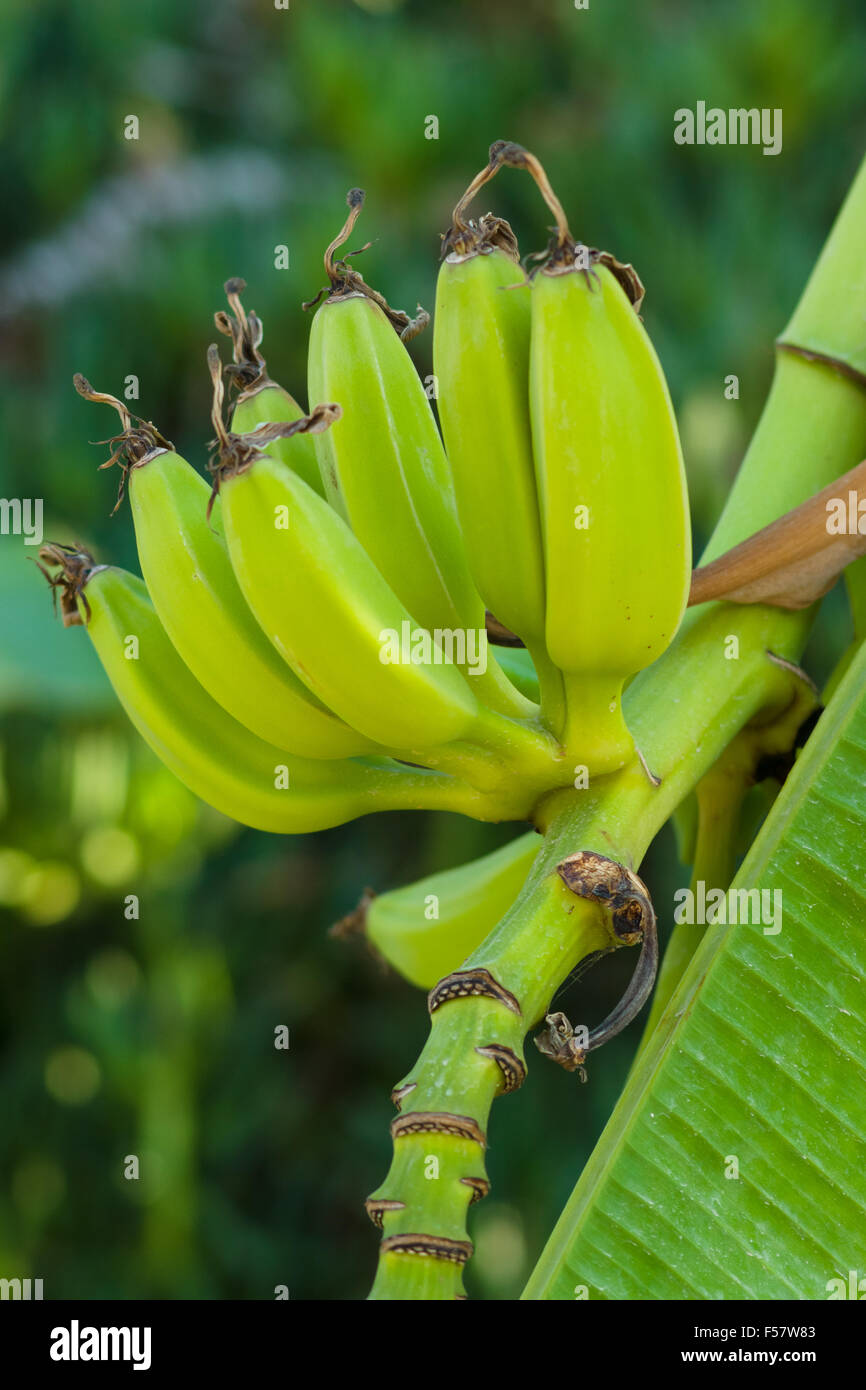 Unripe banana fruits Stock Photo Alamy