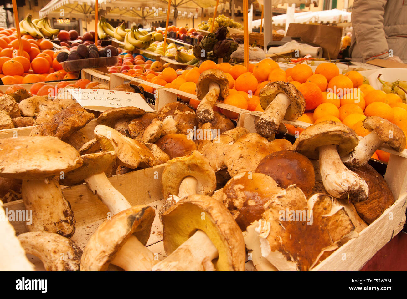 Porcini mushrooms for sale in Italian market stall freshly picked cepes Stock Photo