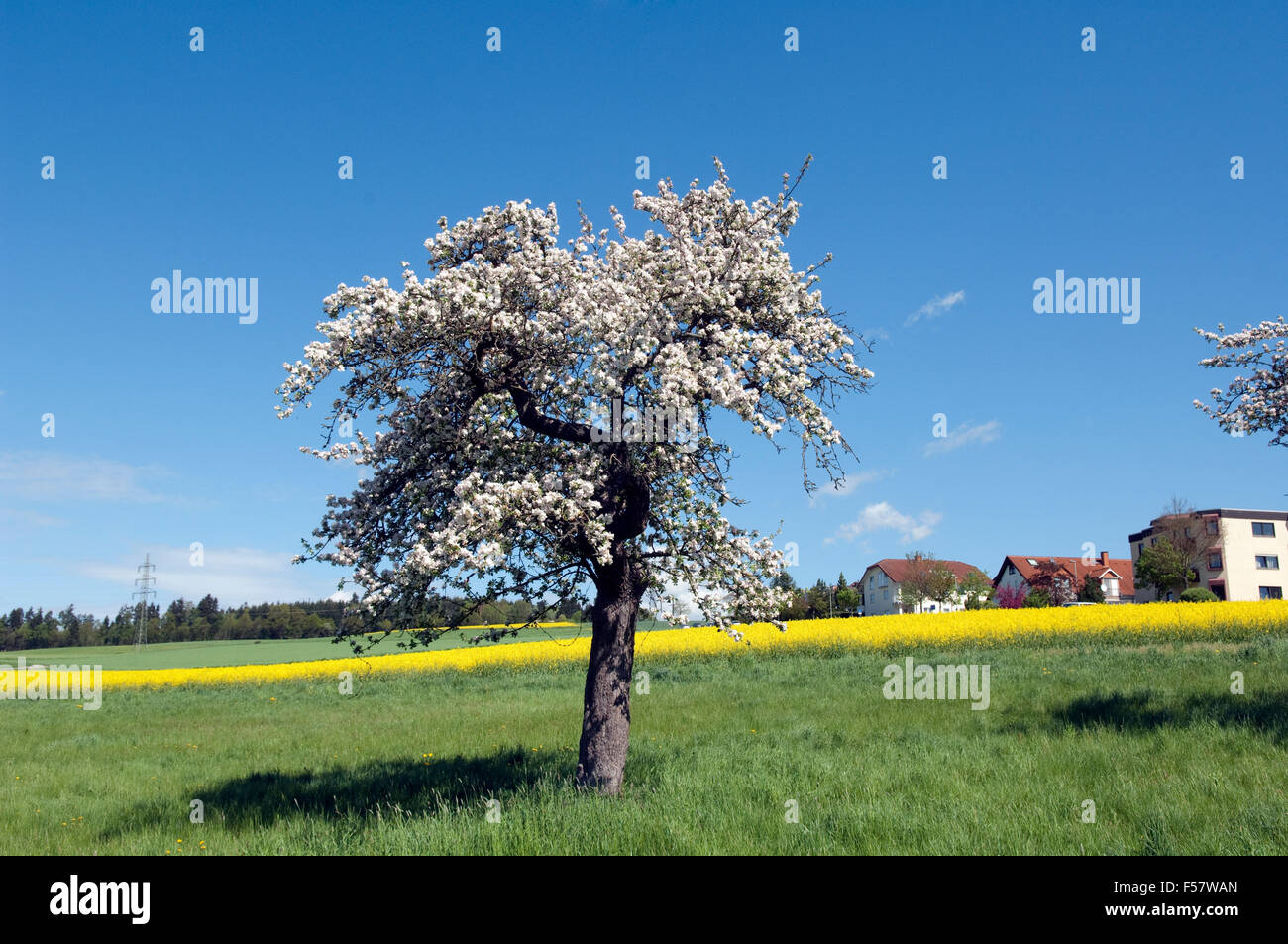 Apfelbaum, Apfelbluete Stock Photo