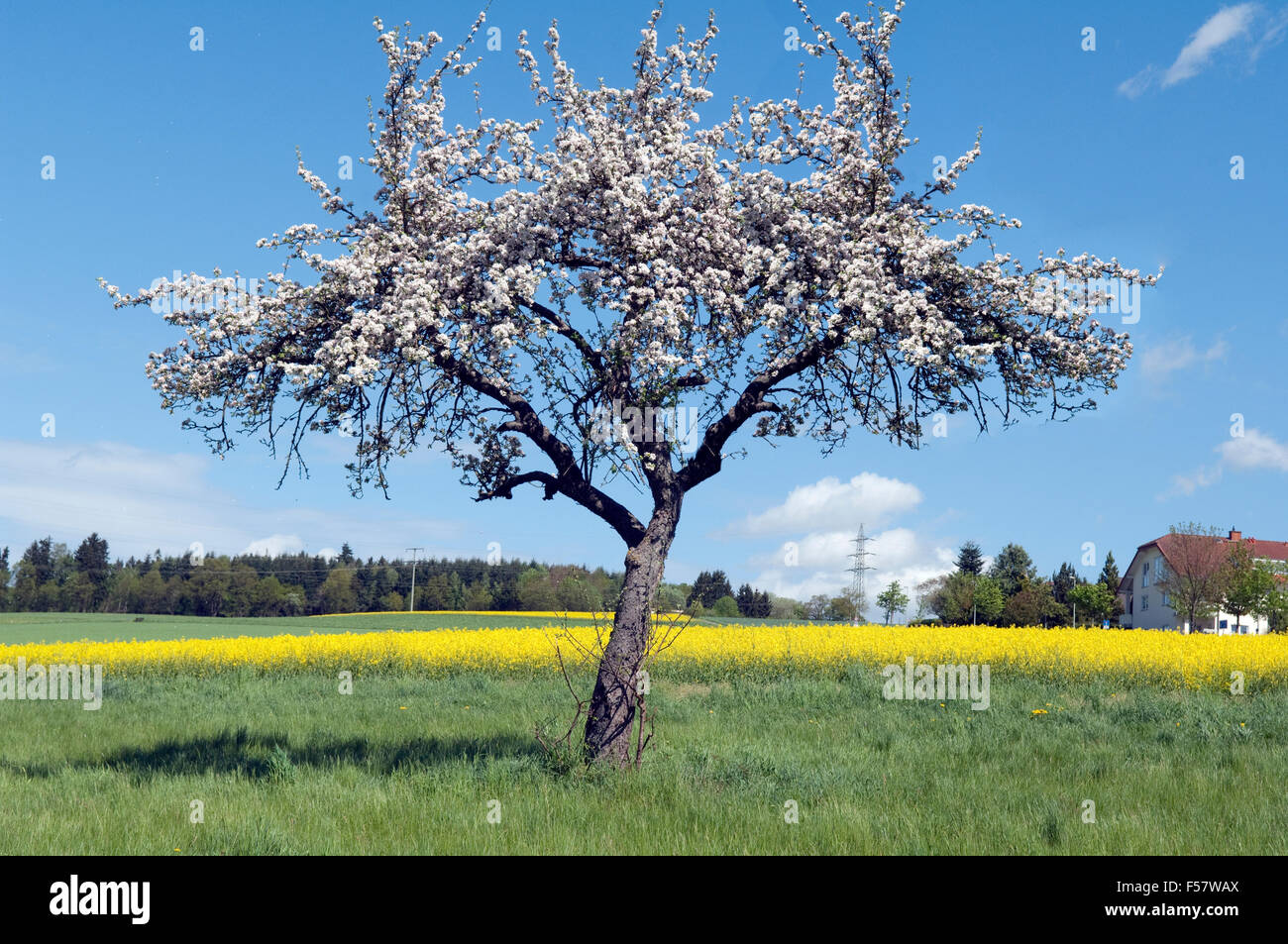 Apfelbaum, Apfelbluete Stock Photo