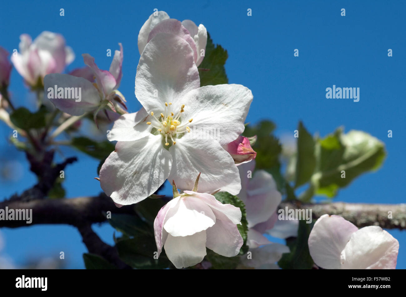 Apfelbaum, Apfelbluete Stock Photo