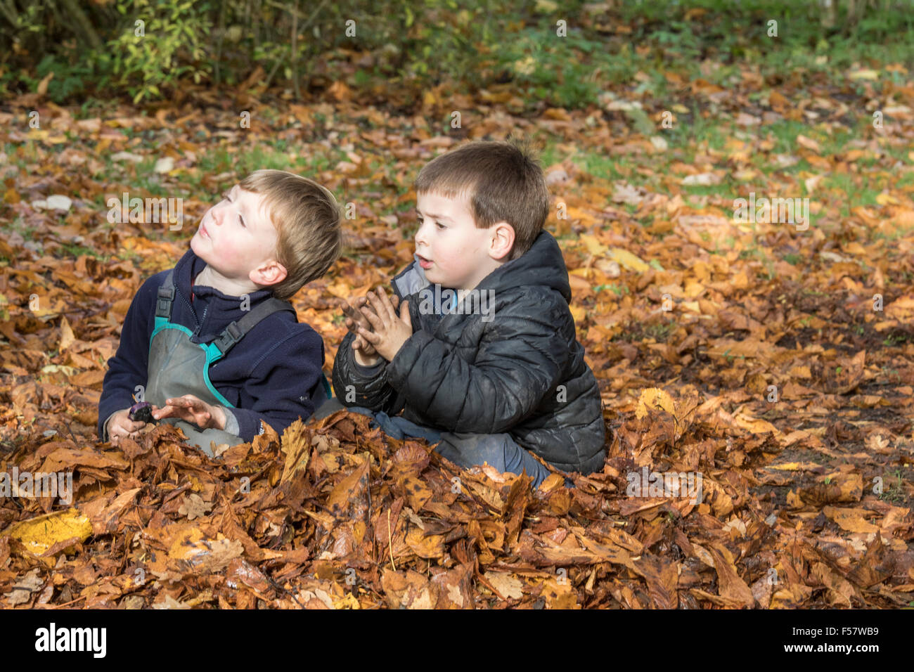 Playing in autumn leaves, England, UK Stock Photo