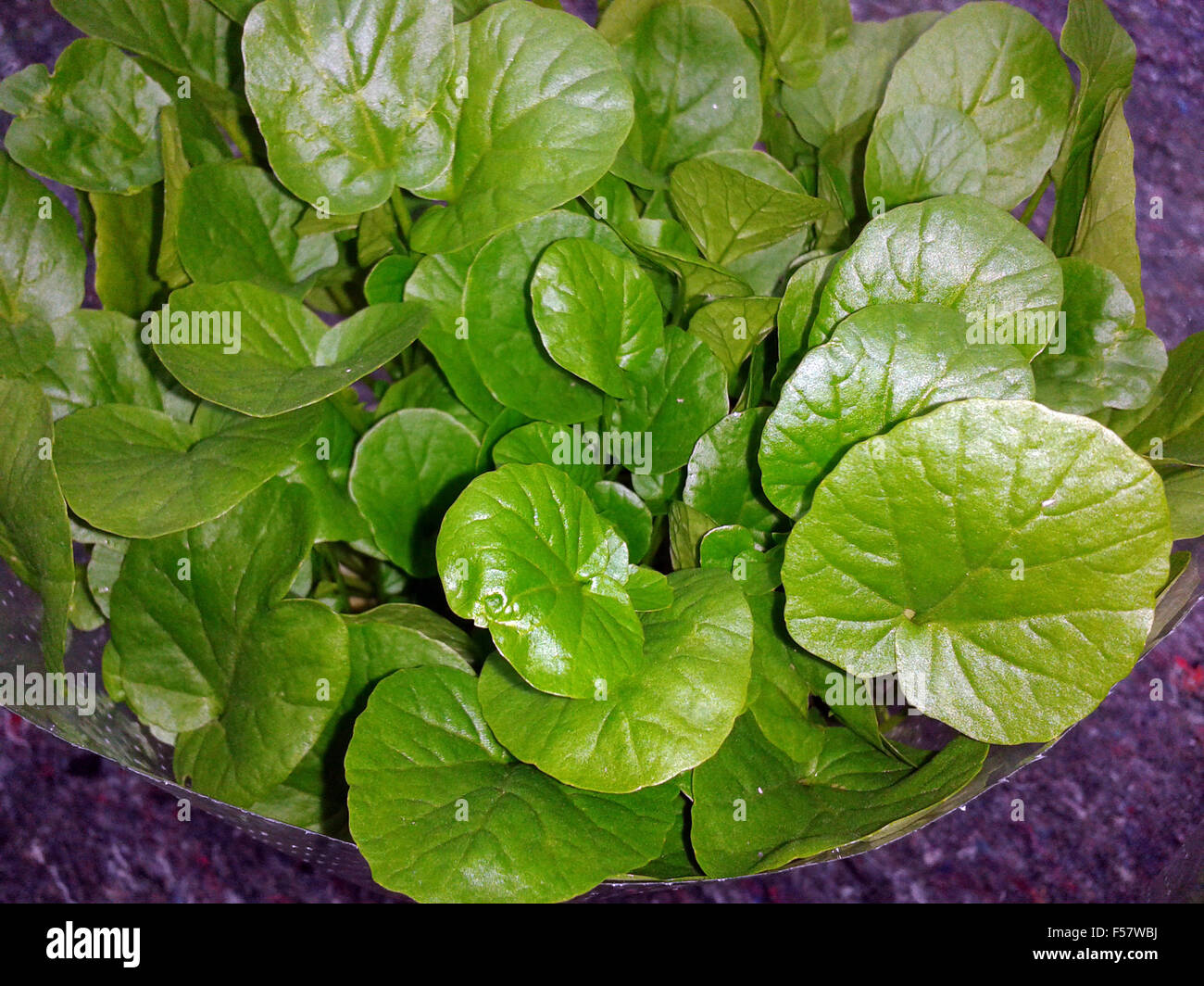 Barbarakraut, Barbarea, vulgaris, Asia-Salat Stock Photo