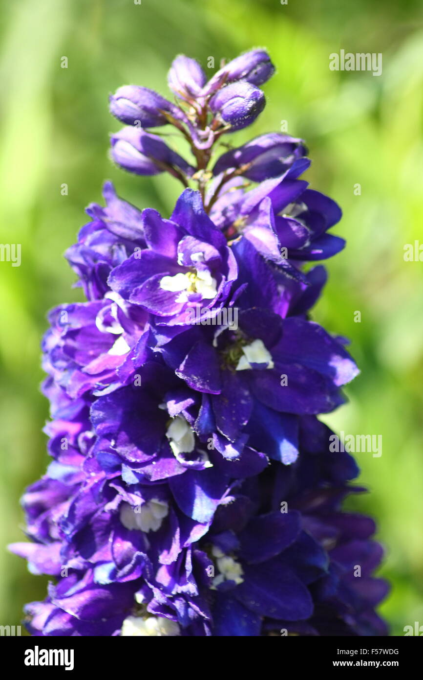 Close-up of a blue-flowered larkspur (Delphinium) Stock Photo