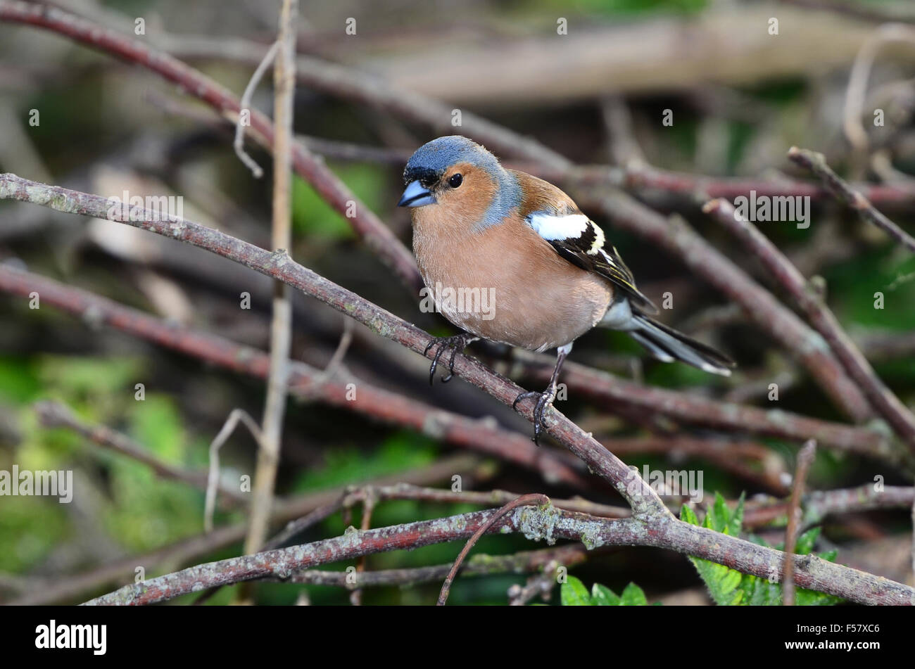 chaffinch Stock Photo