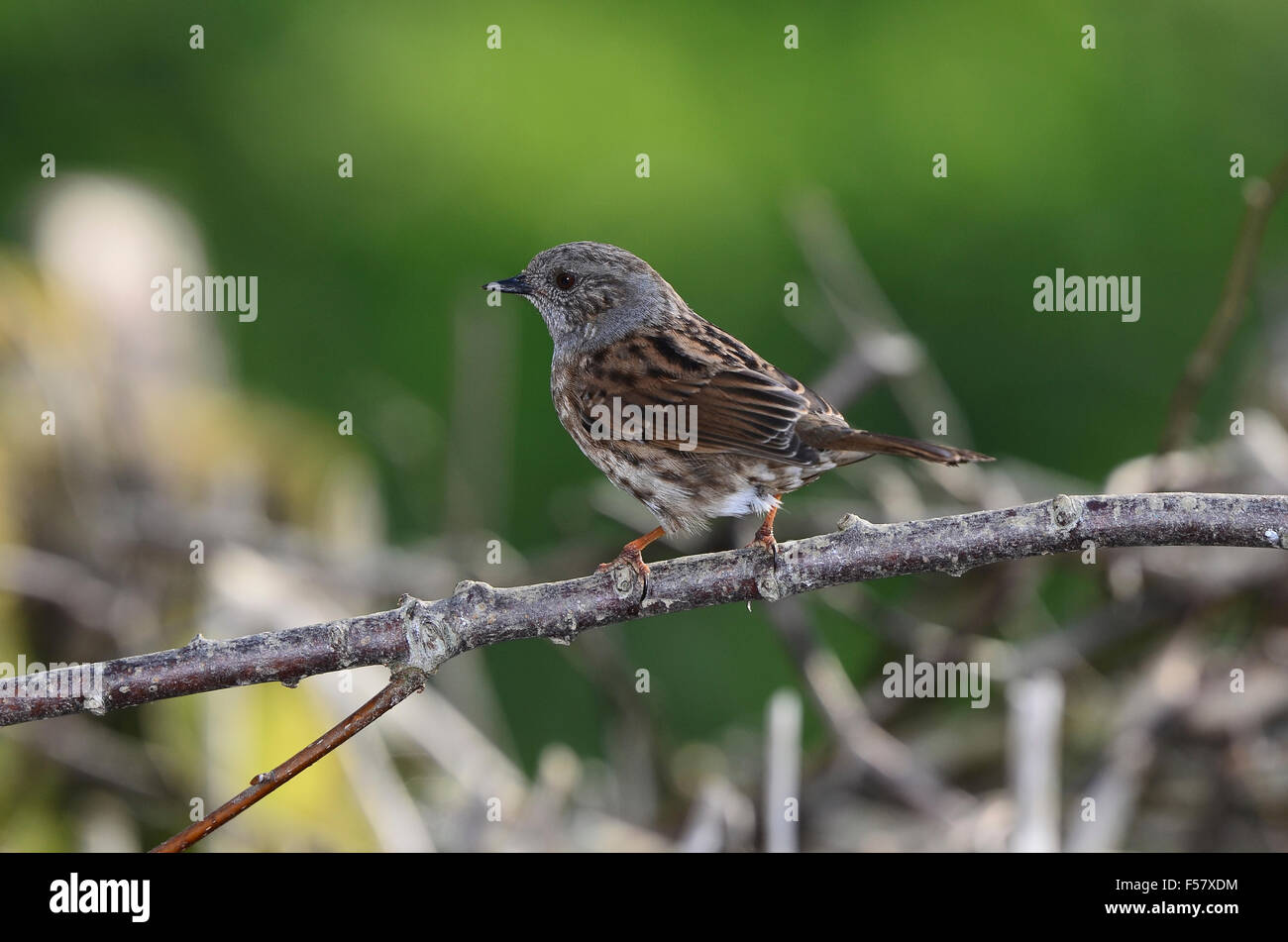 Dunnock or hedge sparrow Stock Photo