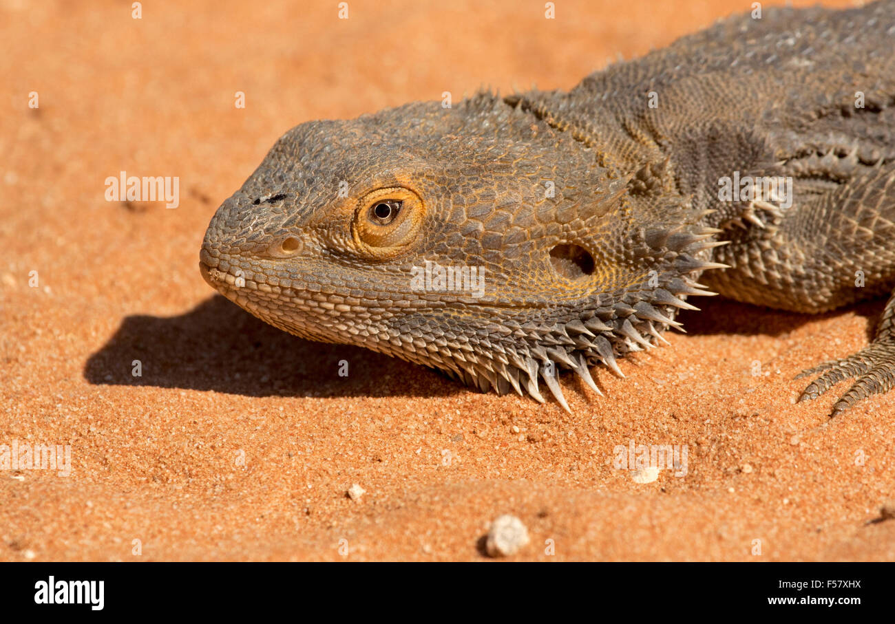 Close-up of head & face of central bearded dragon lizard, Pogona vitticeps, with orange & brown spiny skin in outback Australia Stock Photo