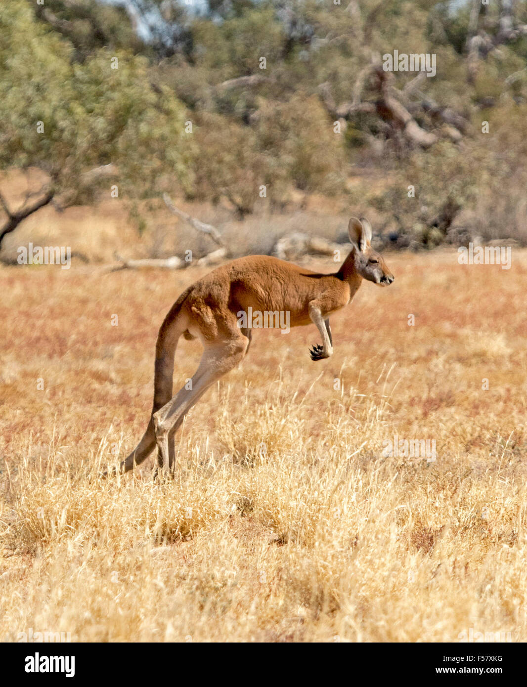 Large male red kangaroo, Macropus rufus, bounding across arid outback landscape of golden grasses with trees in background Stock Photo