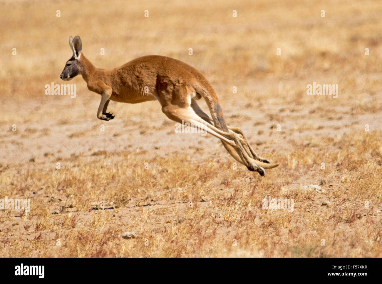 Male red kangaroo, Macropus rufus, in mid-air, with legs extended, bounding across arid Australian outback landscape Stock Photo