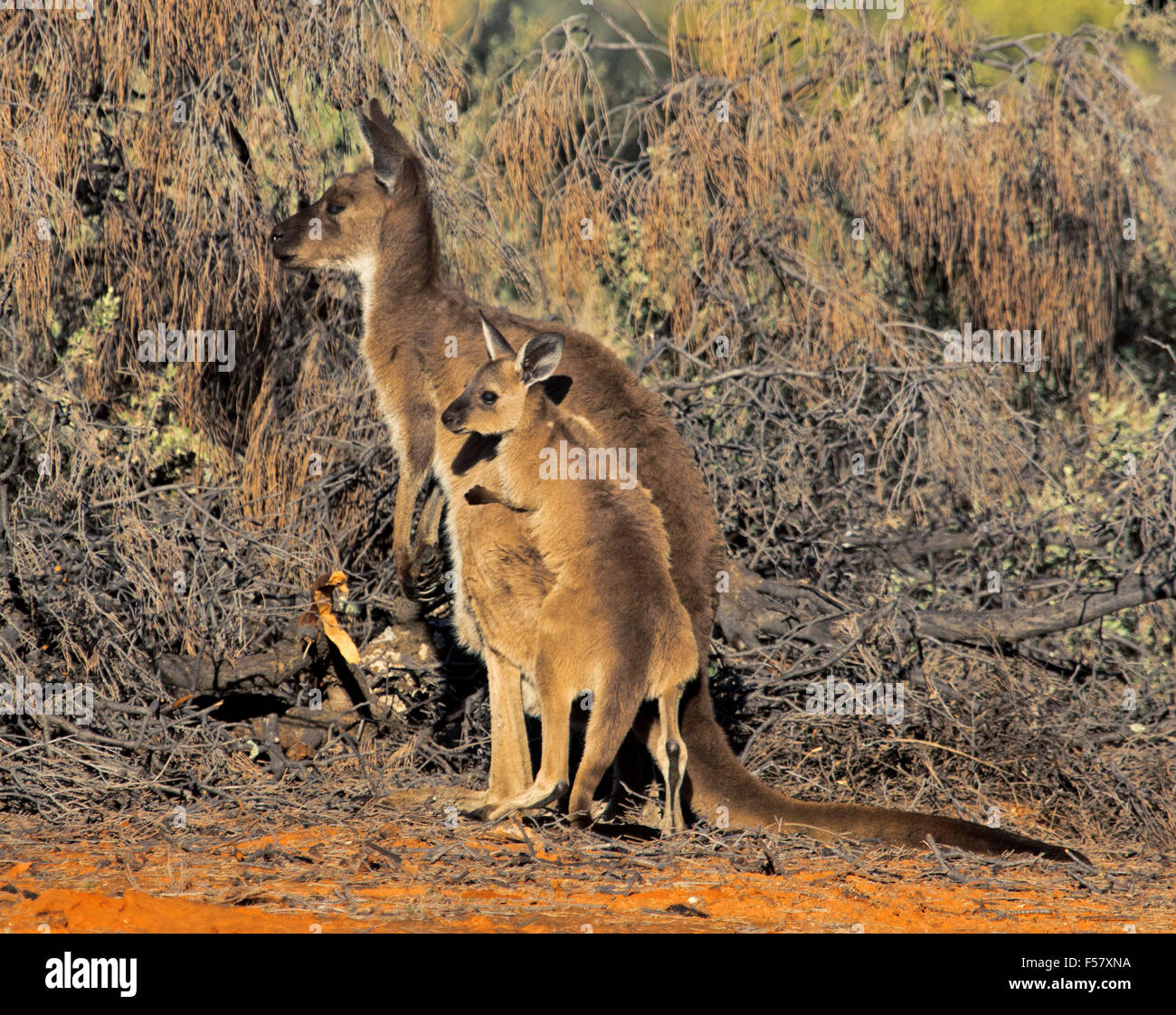 Young western grey kangaroo, Macropus fuliginosus, in the wild, climbing on its mother's back during play, in outback Australia Stock Photo