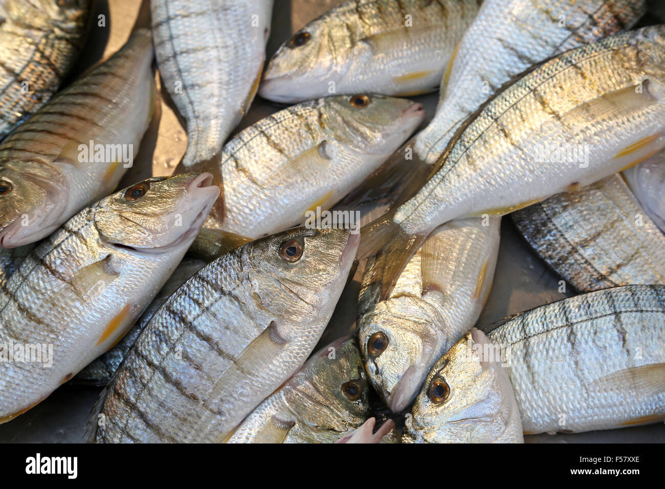 Mormoras (Lithognatus mormyrus) at fish market Stock Photo