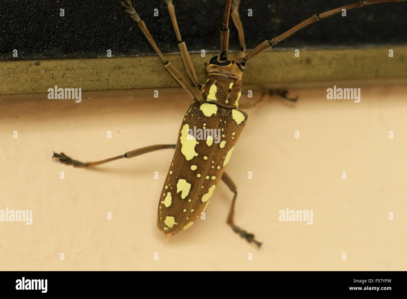 Taeniotes flat-faced longhorn beetle climbing a wall at the Arenal Observatory Lodge in La Fortuna, Costa Rica Stock Photo
